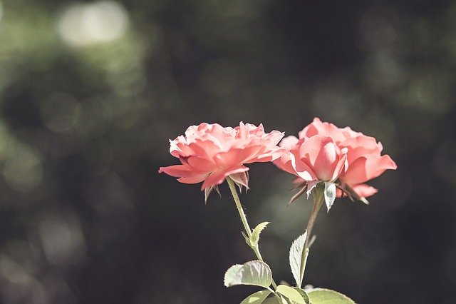 ピンク色の花　ぼかし　