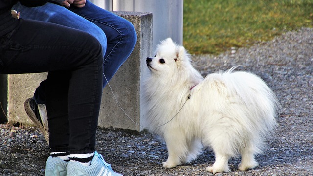 カップル　犬　動物