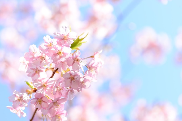 桜　花　青空